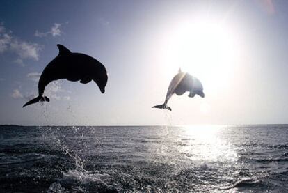 Cabriola de los delfines mulares en las islas de Utila y Roatán, en el archipiélago de las Islas de la Bahía, en Honduras