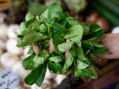 Canónigos cultivados en Quimper (oeste de Francia).