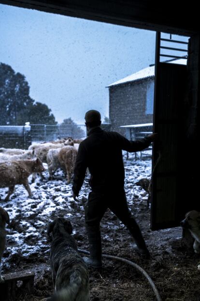 Fernando, en el establo con sus terneros. El joven ganadero ha cogido el testigo de sus padres y se ocupa, con ayuda de ellos, de sacar adelante el negocio con más de 100 vacas. También planea abrir una granja turística para que, según explica, vaya gente de ciudad con sus hijos a conocer los animales del campo y sobre todo el misterioso mundo del lobo, que él tan bien conoce.