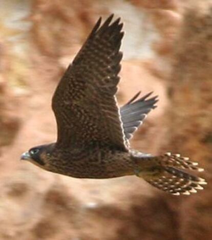 Halcón peregrino.