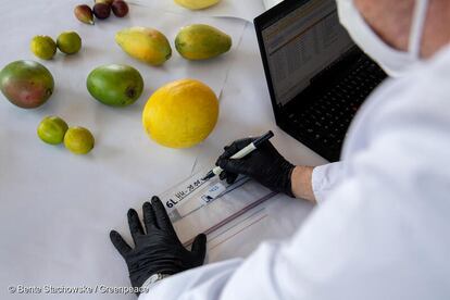 Frutas sendo examinadas durante o teste pelo laboratório alemão. 