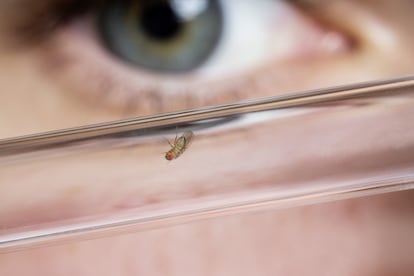 A fruit fly ('Drosophila melanogaster') in an experiment by Bill Hansson.