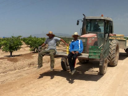 Jornaleros en una explotación agrícola en Murcia.