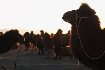 Camellos durante la puesta de sol, en Dalanzadgad.