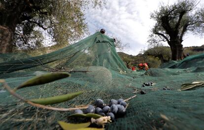 Un hombre, trabajando para el productor "Nicolas Alziari", utiliza una red para cosechar aceitunas bajo olivos cerca de la aldea de La Roquette-sur-Var, al norte de Niza (Francia).