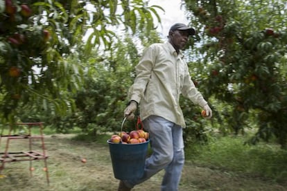 Un temporer recull nectarines en un camp de Torres de Segre (Segrià).