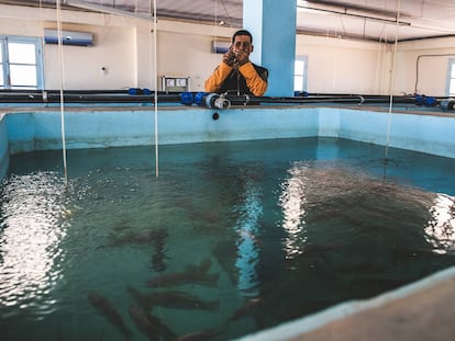 Criar peces en el desierto