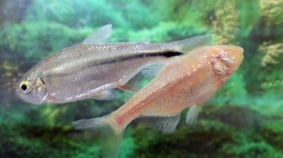 Una sardina ciega (derecha), junto a un pez de río de la misma especie.