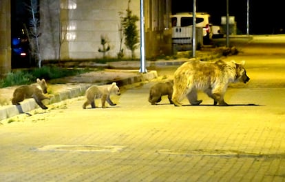 Una osa y sus crías cruzan una calle en Turquía en busca de comida en las basuras.