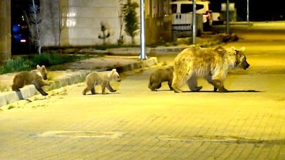 Una osa y sus crías cruzan una calle en Turquía en busca de comida en las basuras.