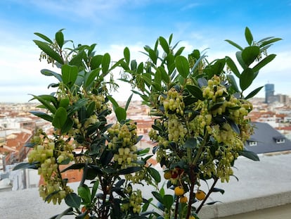 Un madroño en plena floración esta semana cultivado en una maceta en una terraza madrileña.