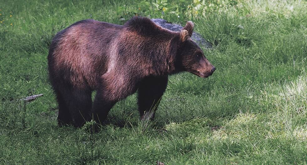 Un oso marsicano, en la región de Abruzzo (Italia), en una imagen de archivo.