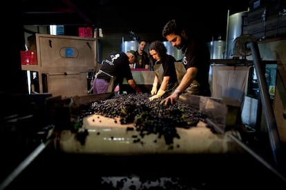 La gente trabaja en la bodega Regina Viarum como las uvas llegan durante la cosechadel 2013 en Doade. El presidente de la denominación de origen confirmó que "la uva de calidad", que es "la gran mayoría de la que se recoge", se pagó "entre 1 euro y 1,30 euros".