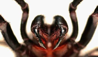 Los quelíceros de la araña de Sidney inyectan un veneno neurotóxico letal para los humanos y otros primates.