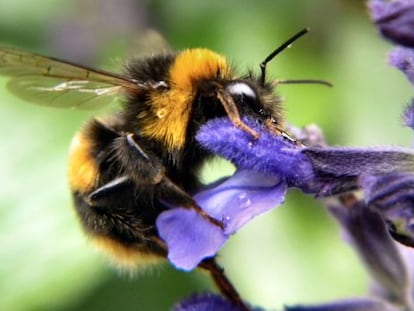 Un abejorro busca néctar en una flor.