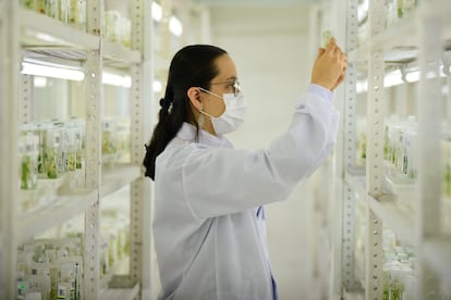 Una científica en el banco genético del Centro Internacional de Agricultura Tropical, en Palmira (Colombia).