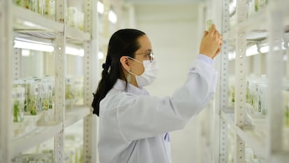 Una científica en el banco genético del Centro Internacional de Agricultura Tropical, en Palmira (Colombia).