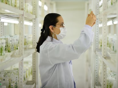 Una científica en el banco genético del Centro Internacional de Agricultura Tropical, en Palmira (Colombia).