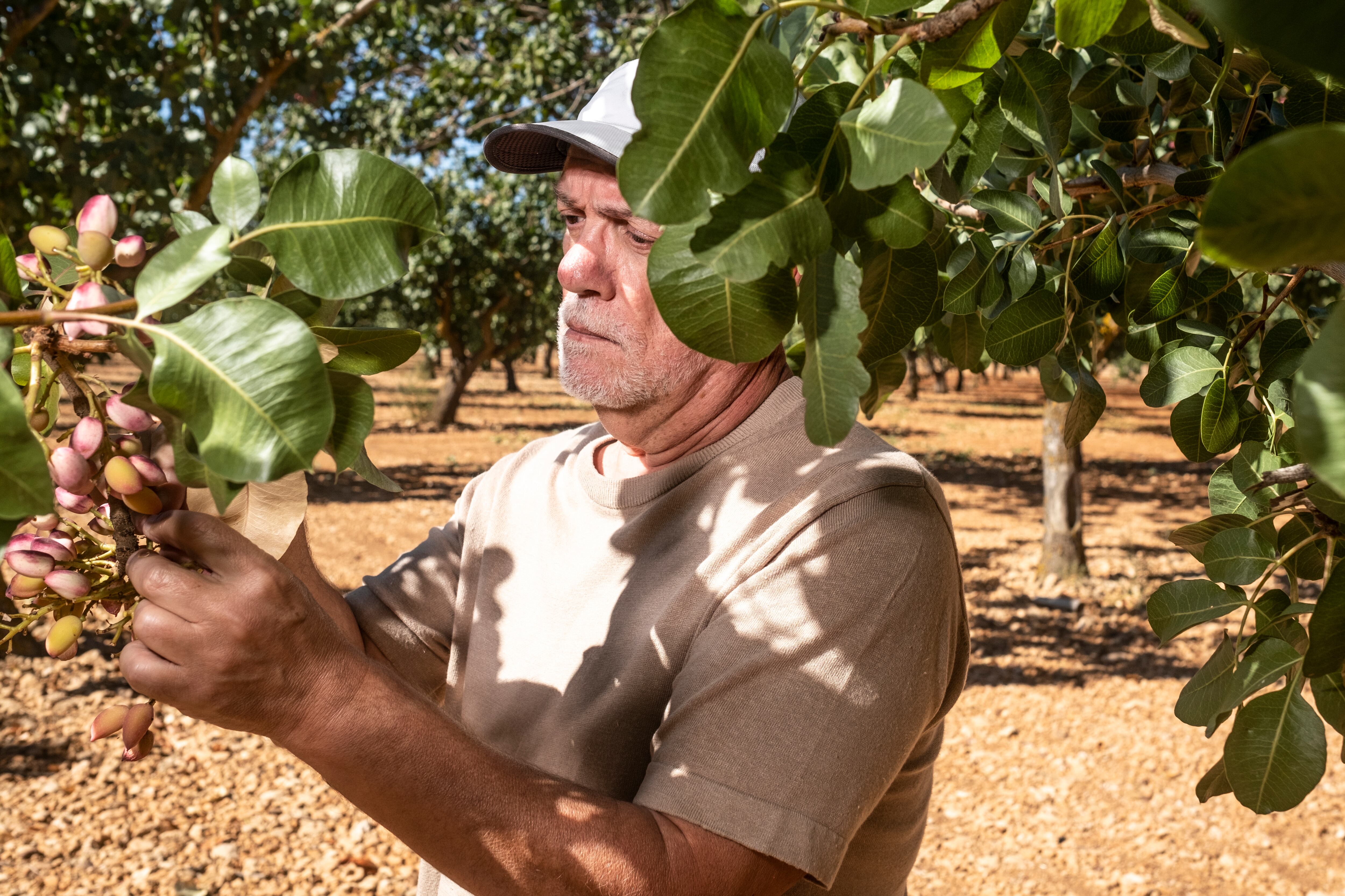 El ingeniero agrónomo José Francisco Couceiro observa los pistachos antes de la recolección, en el centro El Chaparrillo.