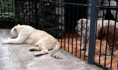 Dos felinos que eran parte del zoológico privado de Poveda, en una imagen de octubre de 2008.