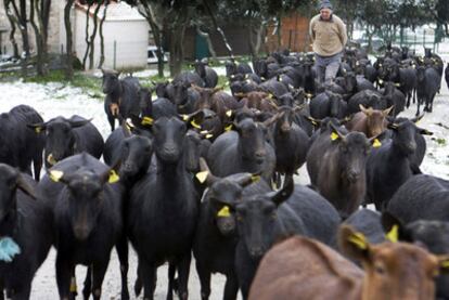 Romanian Mario Bocan tends a herd of goats in Colmenar Viejo.