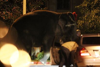 Momento en que un elefante es transportado hasta la casa de Lionel Richie, horas antes de la boda de su hija Nicole el 11 de diciembre de 2010