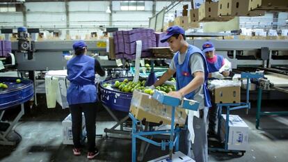 Planta procesadora de frutas en Neuquén, Argentina.