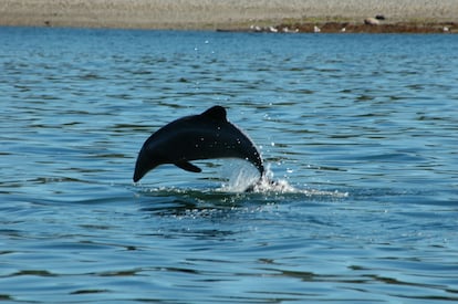 delfin chileno