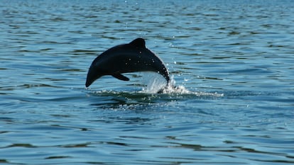 Un ejemplar de delfín chileno ('Cephalorhynchus eutropia') salta.