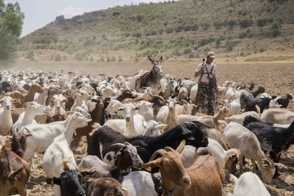 Dani Pudilic y su rebaño de 500 cabras a las afueras de Zorita de los Canes (Guadalajara)