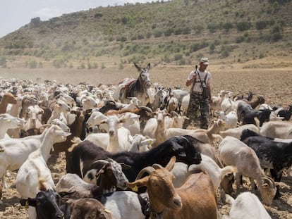 Dani Pudilic y su rebaño de 500 cabras a las afueras de Zorita de los Canes (Guadalajara)