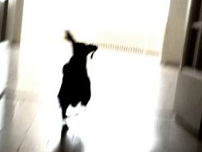 Un fotograma de 'Color perro que huye', de Andrés Duque.