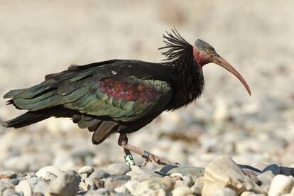 La popularidad está ayudando al regreso del ibis eremita al sur de España con un ambicioso programa de reintroducción.