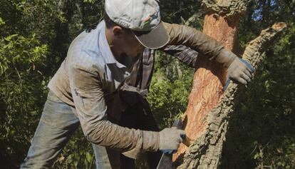 Un treballador treu suro a la finca Fitor, al massís de les Gavarres.