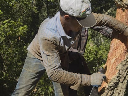 Un treballador treu suro a la finca Fitor, al massís de les Gavarres.