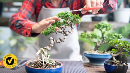 Un hombre podando un bonsai.