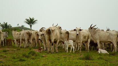 Gado no município de São Félix do Xingu, Pará.