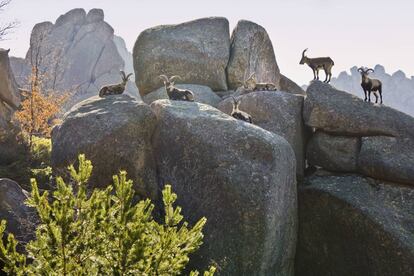 Within Sierra de Guadarrama National Park in the region of Madrid, La Pedriza stands out because of its massive granite cliffs that shelter a large population of mountain goats. It is also sometimes jokingly referred to as the “beach of Madrid,” since there are a number of ponds among the rocks that visitors have historically been able to use for a refreshing swim. Last summer, however, swimming at the highly popular Charca Verde pond was prohibited in an effort to combat littering, and the ban has been upheld this year as well.