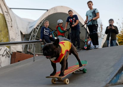 French bulldog Nord Boss, a social media star known for his skateboarding photos and videos, in Moscow's Sokolniki Park in 2020. 