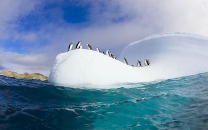 Un grupo de pingüinos chinstrap sobre un iceberg en las islas Shetland del sur, en la Antártida.