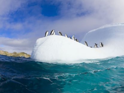 Un grupo de pingüinos chinstrap sobre un iceberg en las islas Shetland del sur, en la Antártida.