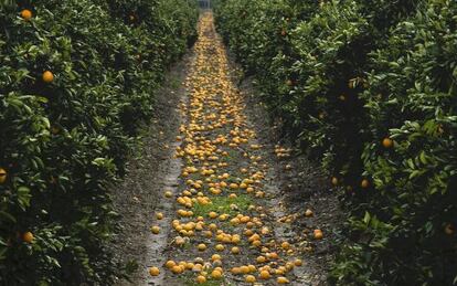Naranjas en el suelo al pie de los árboles en una explotación.