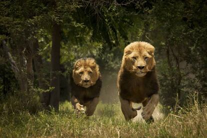 Pareja de leones macho en un parque nacional africano.