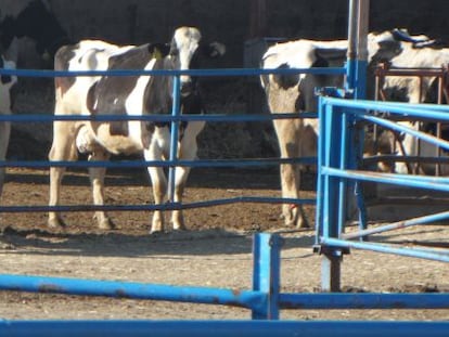 Una granja de vacas de leche en Quintanilla del Agua, Burgos.