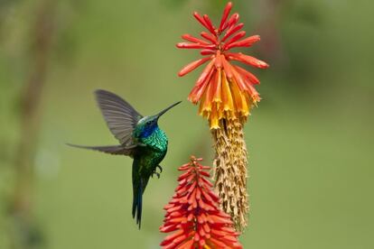 Colibr&iacute;es y hormigueros a lo largo de la regi&oacute;n andina, el periquito y el tororoi de Santa Marta en territorio caribe&ntilde;o, mucha diversidad en la Amazon&iacute;a colombiana, y aves de paso de Am&eacute;rica central y del Sur en la zona del Pac&iacute;fico, corredor migratorio. Colombia se postula como para&iacute;so del turismo ornitol&oacute;gico, con m&aacute;s de 1.876 especies diferentes, cerca del 20% de los p&aacute;jaros de todo el planeta. Expertos de la Red Nacional de Observadores de Aves acompa&ntilde;an y gu&iacute;an a los visitantes.