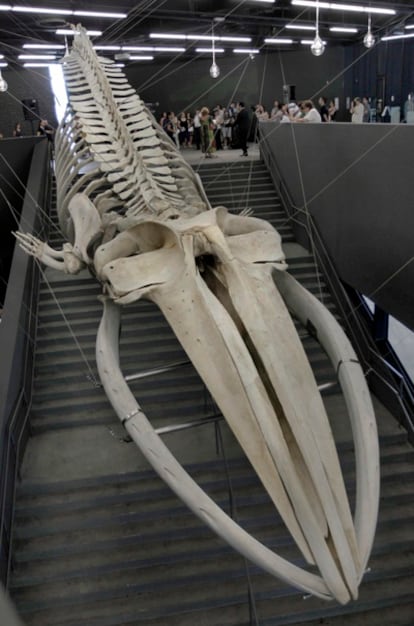 El esqueleto de ballena en su nuevo emplazamiento.