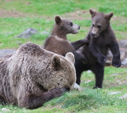 Cinco minutos de paz, por favor! Esta ursa representa muitos pais e mães. “Ela só quer um pouco de paz e tranquilidade”, diz a britânica Melissa Nolan sobre a foto que fez em Martinselkonen, Finlândia.