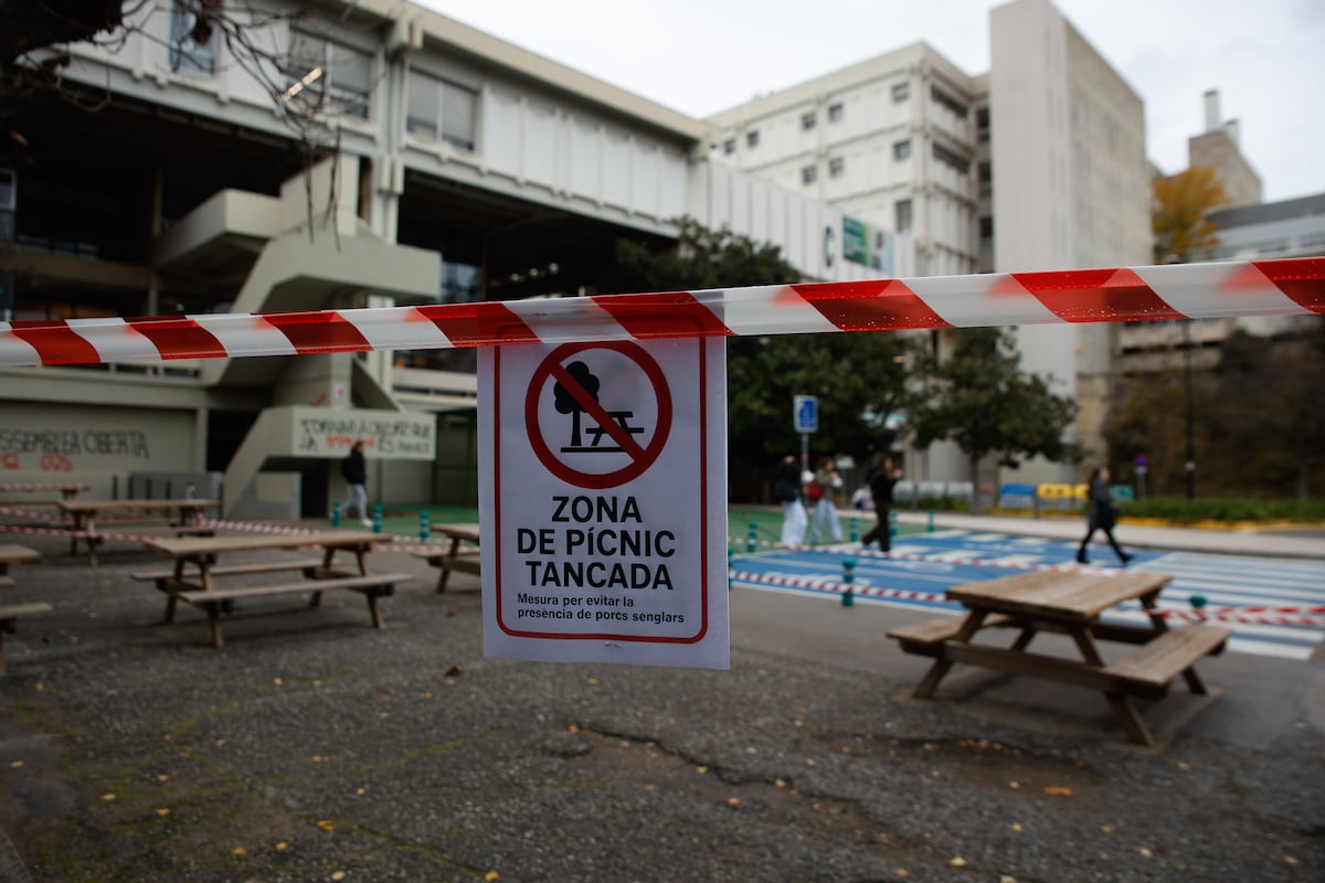 Convivir con la peste porcina en el campus universitario: “Ha venido de golpe, como la pandemia”