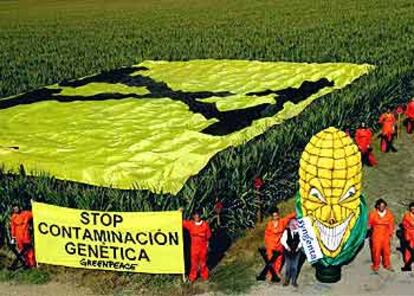 En la imagen, la protesta de Greenpeace en una plantación de transgénicos.