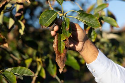 La finca de aguacates de los Sarmiento en la localidad de Benamocarra (Axarquía).